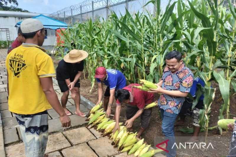 Lapas Karang Intan panen 100 kg jagung hasil kebun warga binaan