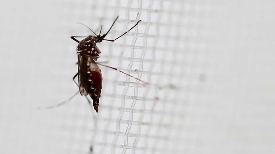 Lawan Demam Berdarah dengan Nyamuk Modifikasi