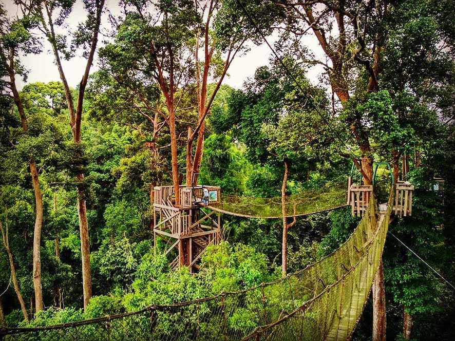 Lebatnya Hutan Hujan Tropis di Bawah Canopy Bridge
