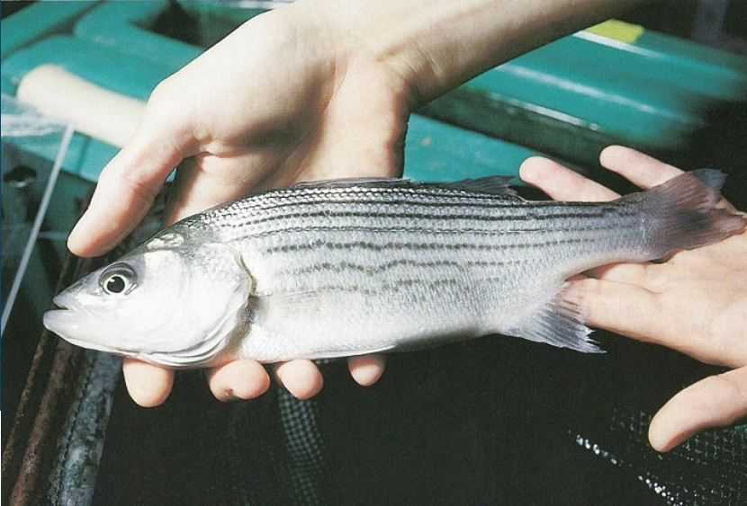 Lendir pada Ikan Bisa Menjadi Obat Antibiotik Baru