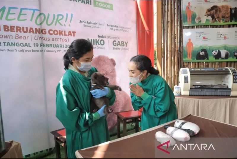 Liburan ke Taman Safari Bogor Yuk, Ada Bayi Beruang Coklat Lucu Baru Lahir