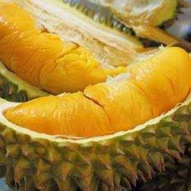 Limbah Durian Jadi Perban