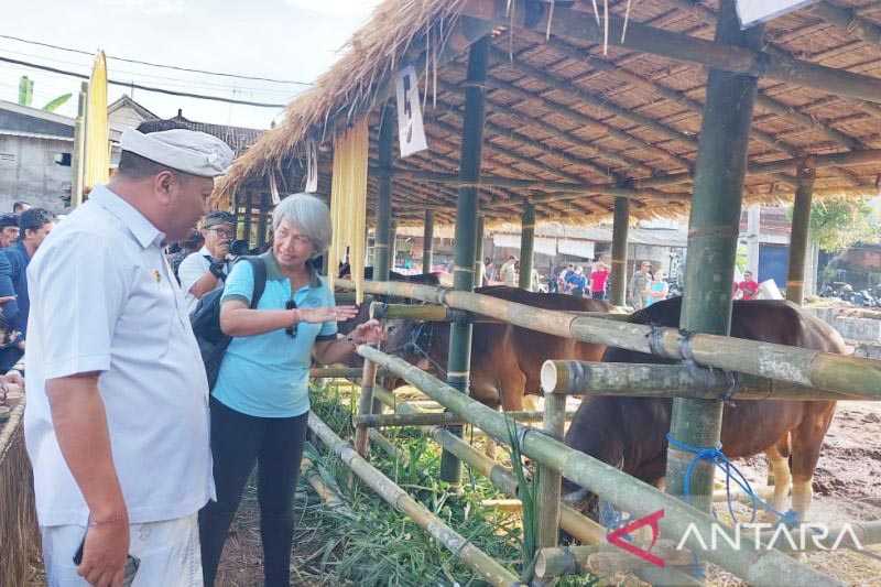 Lomba Sapi Bali Jantan Bibit Meriahkan HUT Kota Gianyar