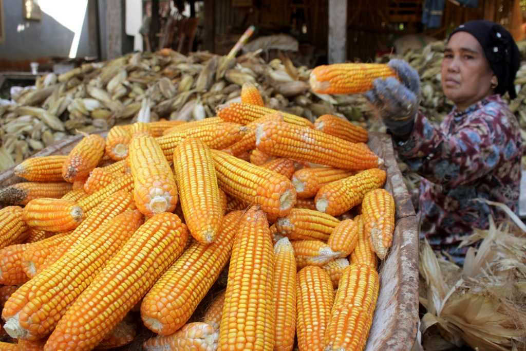 Lonjakan Harga Jagung