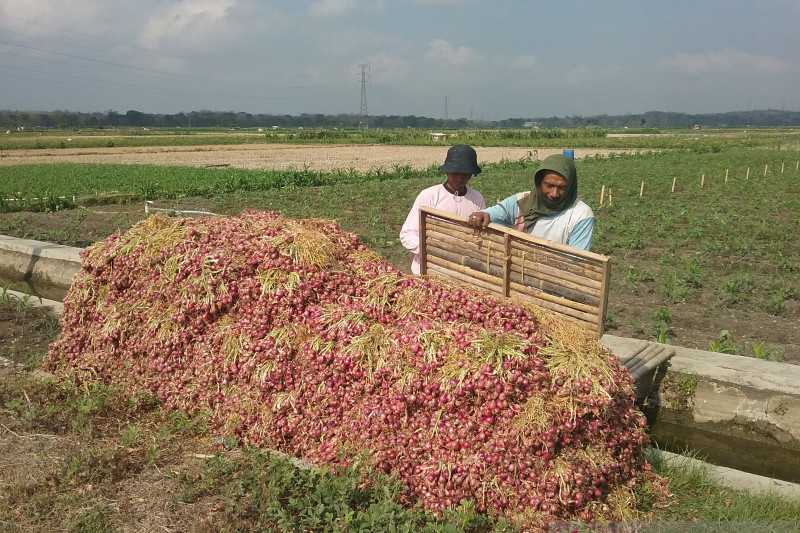 Luar Biasa di Tengah Pandemi, Gunung Kidul Akan Panen Bawang Merah 986 Ton