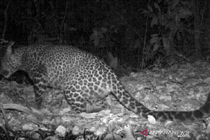 Luar Biasa Ini, Macan Tutul Jawa Terekam Kamera Berkeliaran di Hutan Sanggabuana Karawang