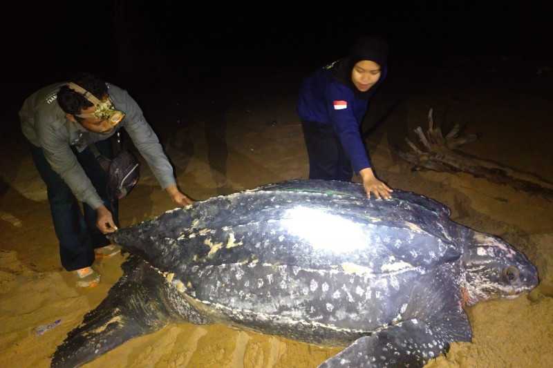 Luar Biasa Ini Penyu Terbesar di Dunia Muncul di Pantai Paloh, Kalimantan Barat