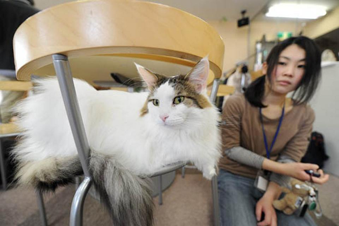 Luar Biasa! Kecintaan pada Kucing Bisa Pacu Roda Perekonomian Jepang hingga Triliunan Yen
