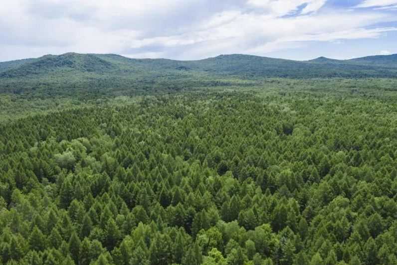 Luar Biasa! Tiongkok Hijaukan Kembali 40.000 Ha Hutan yang Rusak di Seluruh Negeri, Bagaimana Indonesia