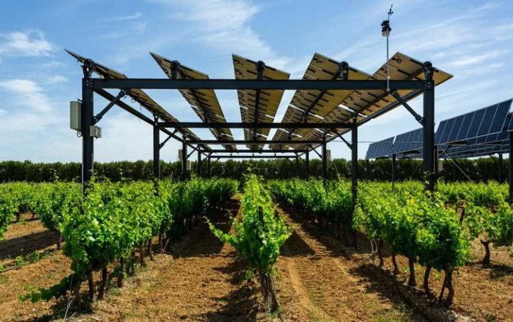 Luksemburg Menangkan 14 Proyek dalam Lelang Agrivoltaik Perdana