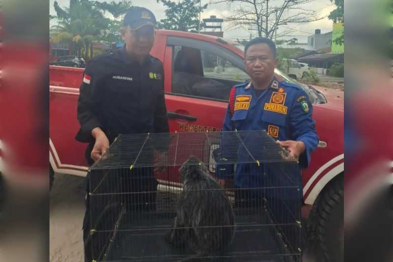 Lutung Tersengat Listrik di Permukiman Warga di Kota Sampit Berhasil Dievakuasi