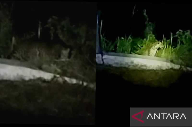 Macan Tutul Berkeliaran di Pemukiman Warga Desa di Kuningan,Jabar