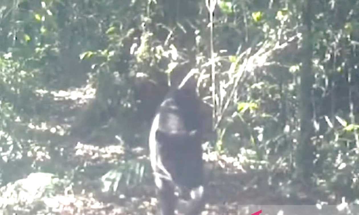 Macan Tutul dan Macan Kumbang Terekam CCTV di Gunung Gede Pangrango