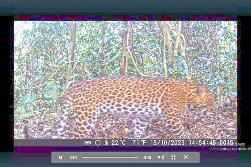 Macan Tutul Terpantau Camera Trap di TN Meru Betiri