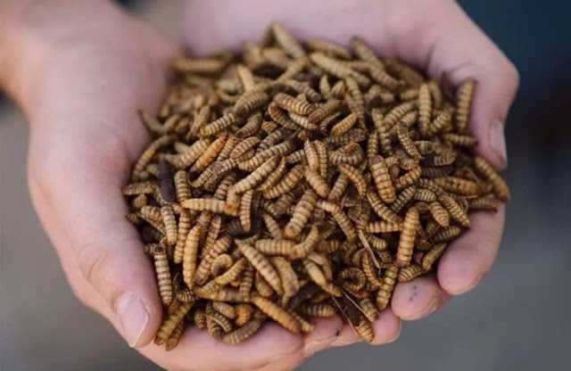 Maggot Alternatif Bahan Baku Pakan Ikan Mandiri