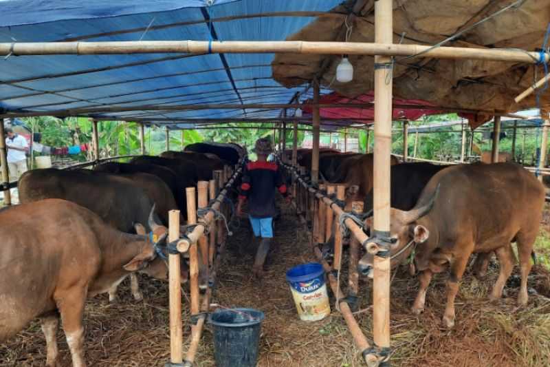 Makin Meluas dan Mengkawatirkan, 42 Ekor Sapi di Depok Terdeteksi Alami Gejala PMK