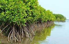 Mangrove Blue Carbon Digalakkan