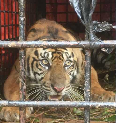 Mangsa Ternak Warga, Harimau Sumatra di Aceh Selatan Akhirnya Masuk Perangkap dan Dievakuasi