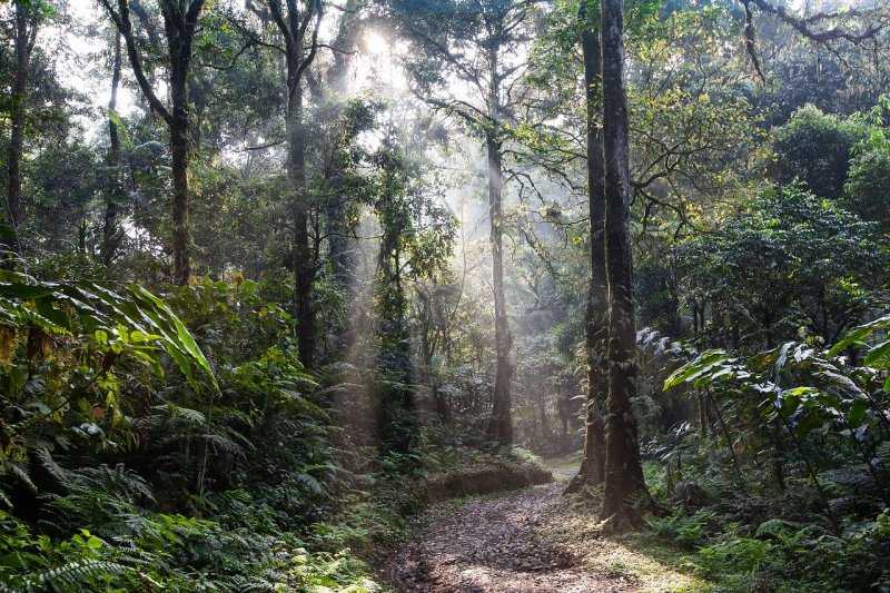 Mantap, Indonesia Serukan Sistem Pengelolaan Hutan Lestari Diakui Lebih Luas