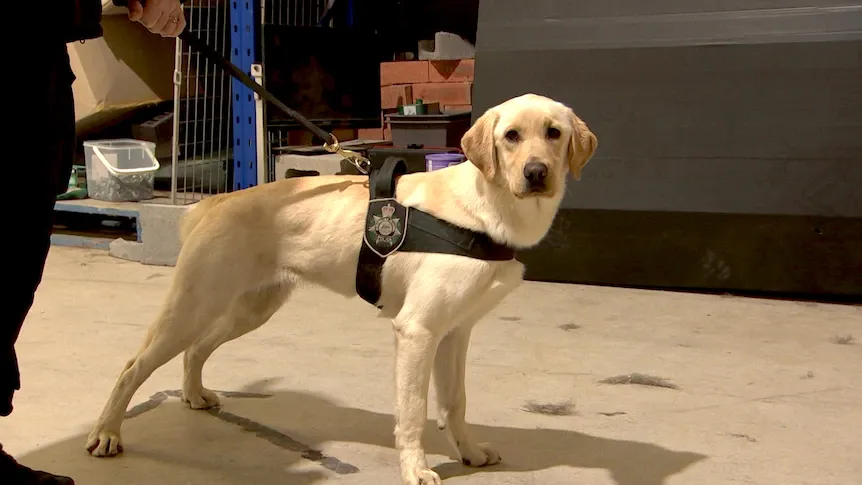 Mantap! Polisi Australia Melatih Tim Anjing Pelacak dengan Teknologi Digital