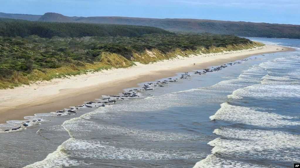 Masih Misteri, Ratusan Paus Pilot Mati Terdampar di Pantai Tasmania Australia