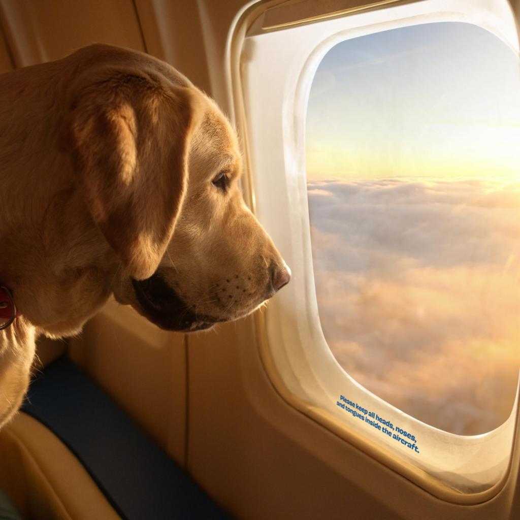 Maskapai Pertama untuk Anjing Terbang dari New York