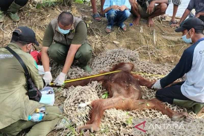 Masuk ke Pemukiman Warga, Dua Orangutan Berhasil Dievakuasi BKSDA