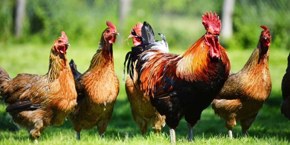 Media Asing Komentari Ayam Indonesia yang 'Terbang' ke Singapura