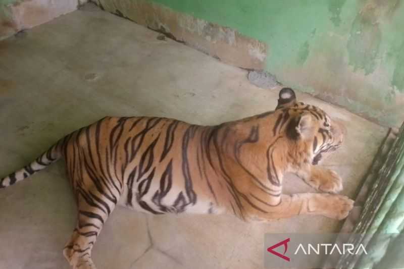 Melihat dari Dekat Perjuangan Harimau Sumatera di Medan Zoo Ini Melawan Usia Senja