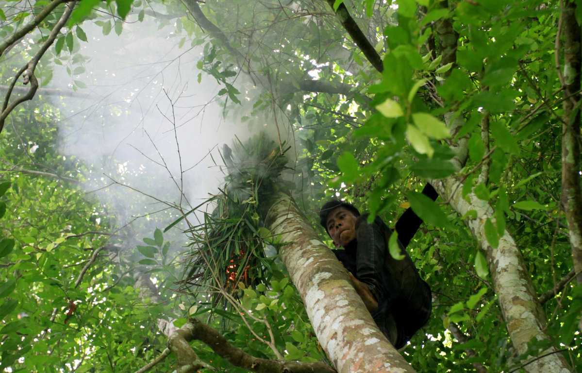 Memanen Madu Hutan