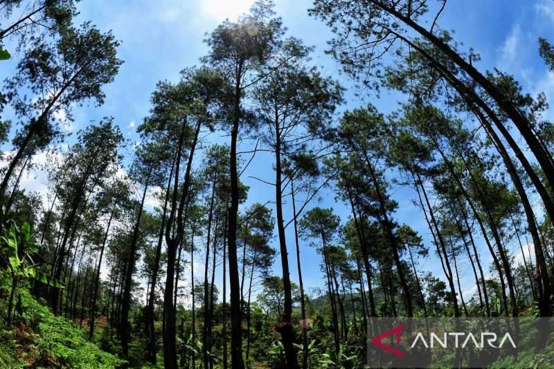 Membanggakan, Getah Pinus Perhutani Raih Sertifikat Ekolabel Pertama Indonesia