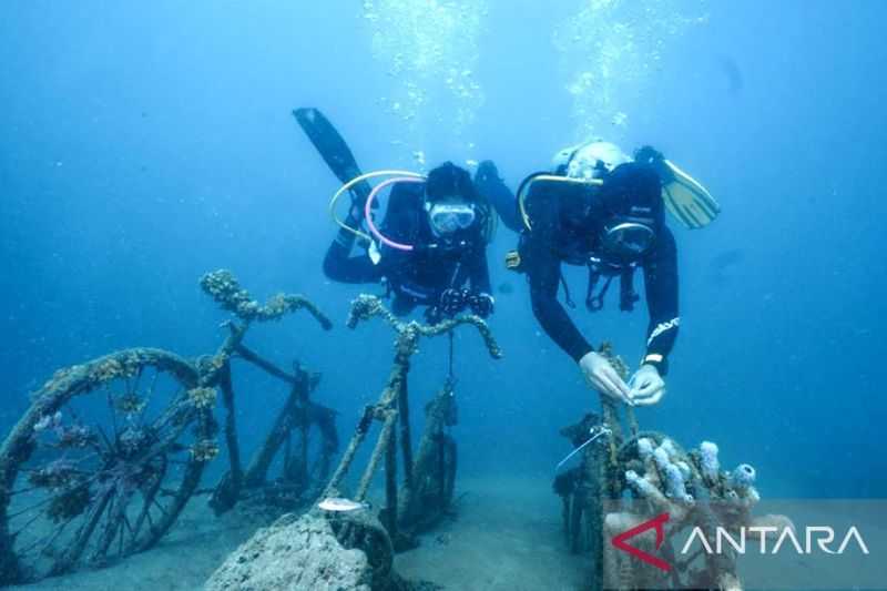 Membanggakan, Komunitas Penyelam Tanam Terumbu Karang di Wisata Hiu Paus Botubarani