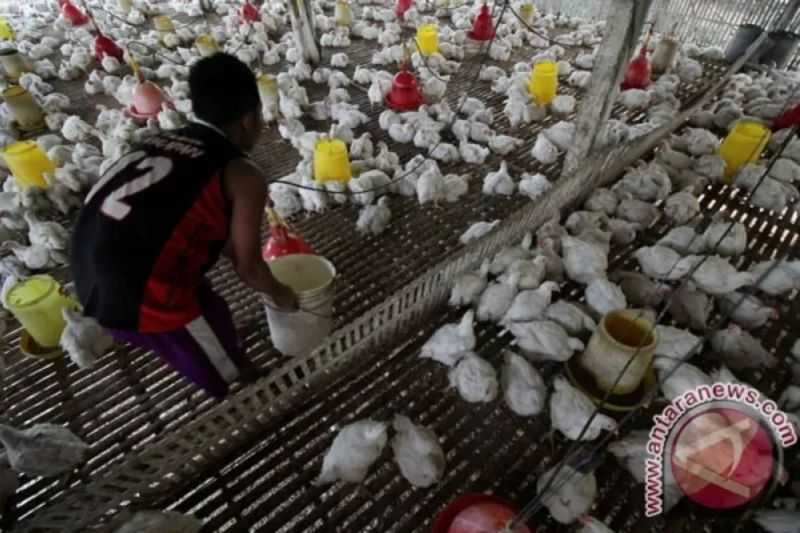 Membanggakan, Mahasiswa UGM Ini Ciptakan Alat Pengatur Suhu Kandang Ayam Berbasis IoT