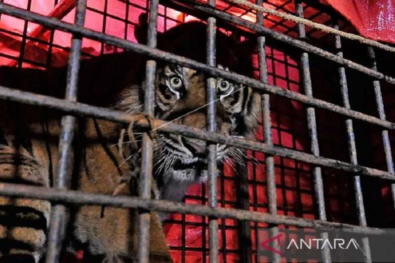 Memprihatinkan, Populasi Harimau Sumatera di Jambi Diperkirakan Tinggal 183 Ekor