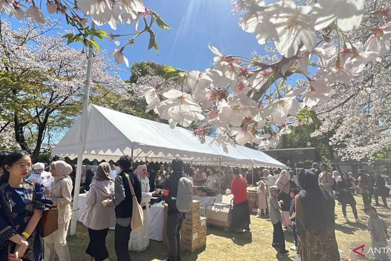 Menambah Keindahan Idul Fitri, Lebaran di Jepang Bertepatan dengan Sakura Bermekaran