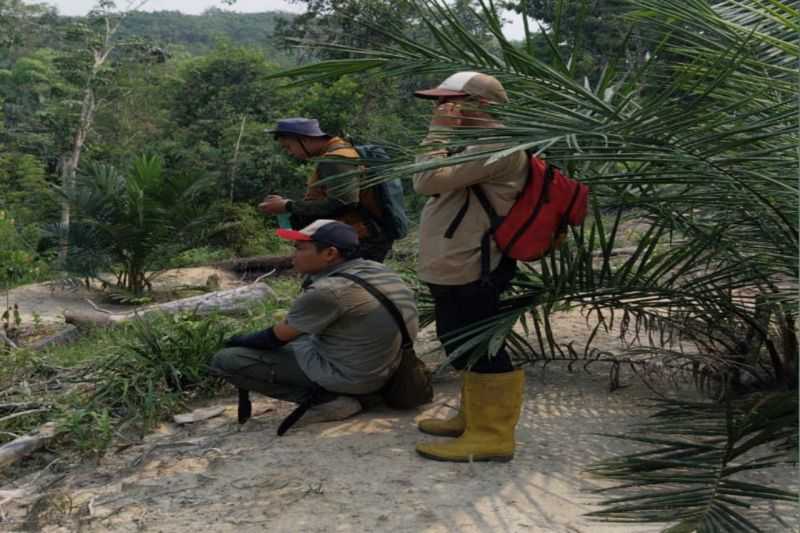 Mengagetkan, Ada Beruang Berkeliaran di Kebun Warga