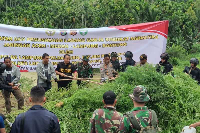 Mengagetkan Ada Ladang Ganja Seluas 6,28 Hektare di Daerah Ini yang Dimusnahkan