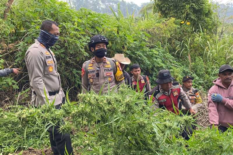 Mengagetkan Banyak Sekali, Tanaman Ganja di Gunung Semeru Bertambah Jadi 25 Ribu Batang