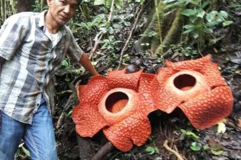 Mengagetkan Gejala Apa Ini Ada 15 Bunga Rafflesia Mekar di Batang Palupuh Agam pada 2022