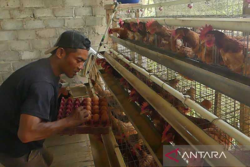 Mengagetkan Harus Diusut Tuntas, KPPU Temukan Potensi Kartel di Bisnis Ayam Sumatera Utara