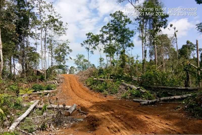 Mengagetkan Kalau Ini Benar Sungguh Keterlaluan, Informasi Jual Beli Hutan Habitat Gajah