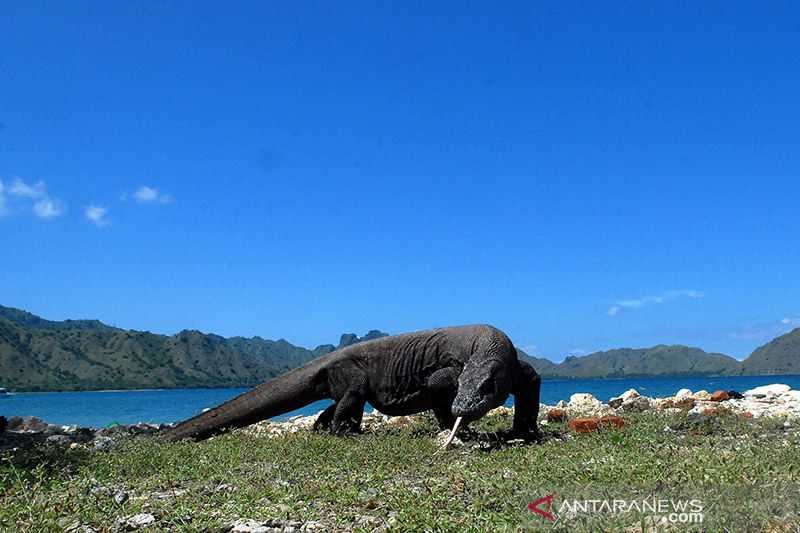 Mengagetkan, Ternyata UNDP Terus Memantau Kondisi Komodo di Pulau Flores NTT dengan Melakukan Ini