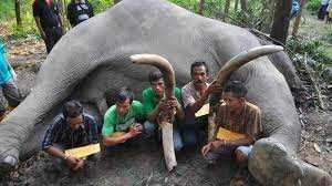 Mengawal Kasus Pembunuhan Gajah