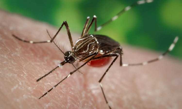 Mengejutkan! Sebabkan Virus DBD hingga Chikungunya, Ini Sebenarnya Cara Nyamuk Memilih Manusia Sebagai Mangsa