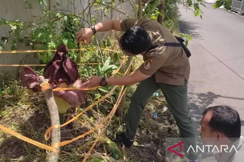 Mengejutkan Warga, Bunga Bangkai Tumbuh di Pemukiman Kota Palembang