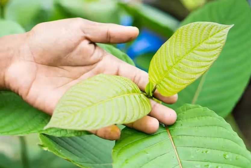 Mengenal Bahaya Dan Potensi Daun Kratom Si Opioid Alami Koran Jakarta Com