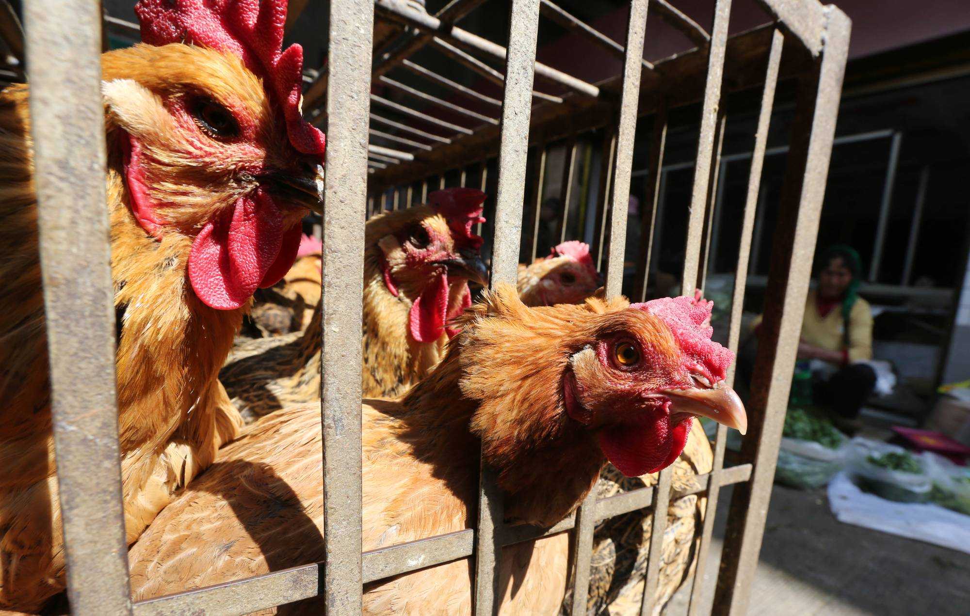 Mengenal Gejala Flu Burung H3N8, yang Memicu Kasus Kematian Pertama di Tiongkok