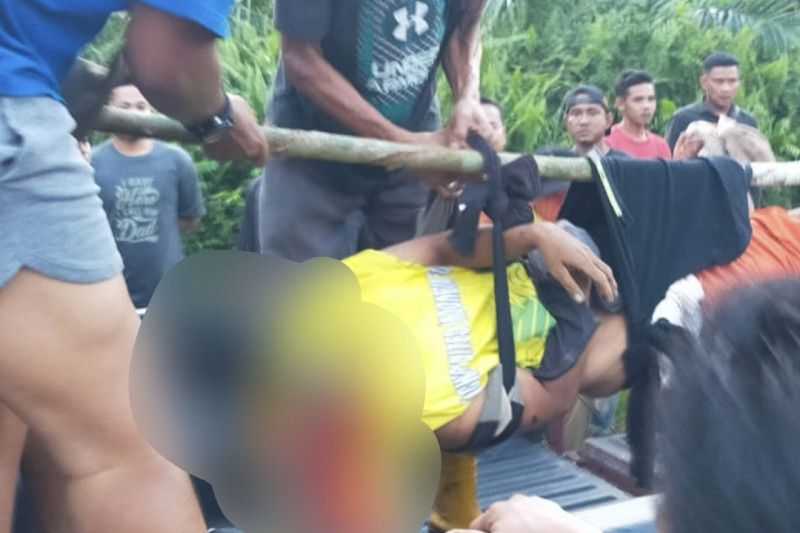 Mengenaskan, Seorang Warga Riau Tewas Diserang Harimau, Kepala dan Tubuhnya Terpisah