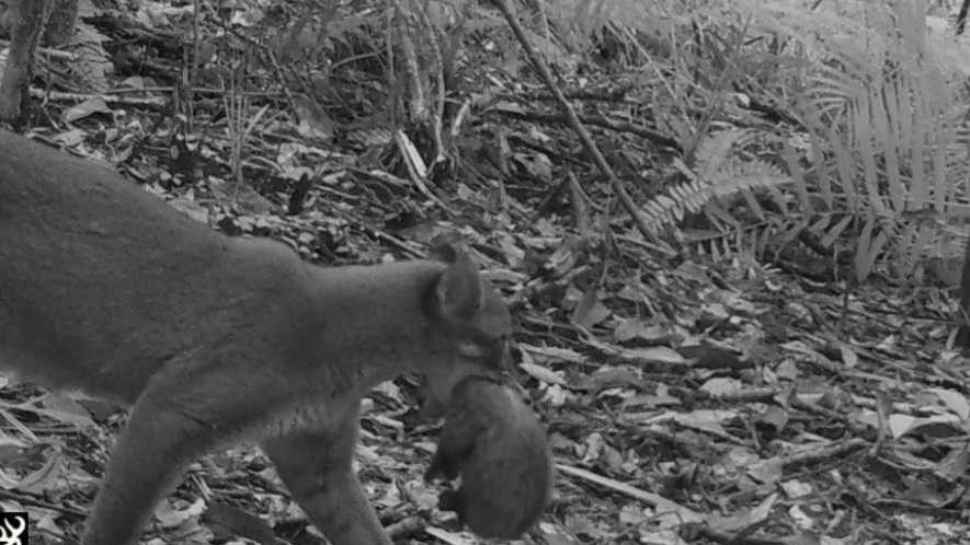 Menggemaskan, Kucing Emas Langka Terekam Bawa Bayinya di Tengah Hutan Lampung