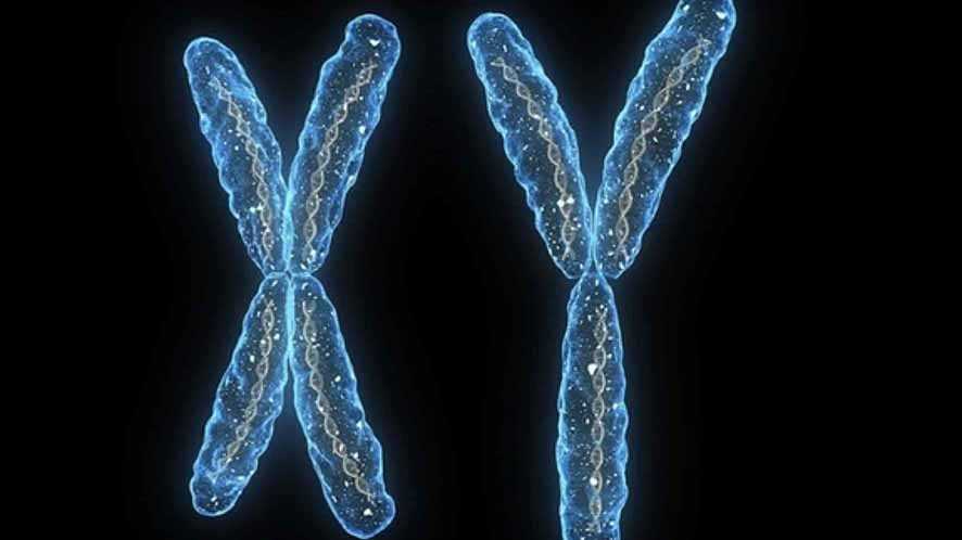 Menghilang Kromosom Y Secara Perlahan Mengancam Keberadaan Manusia